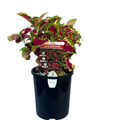 Coleus Heartbreaker 140mm