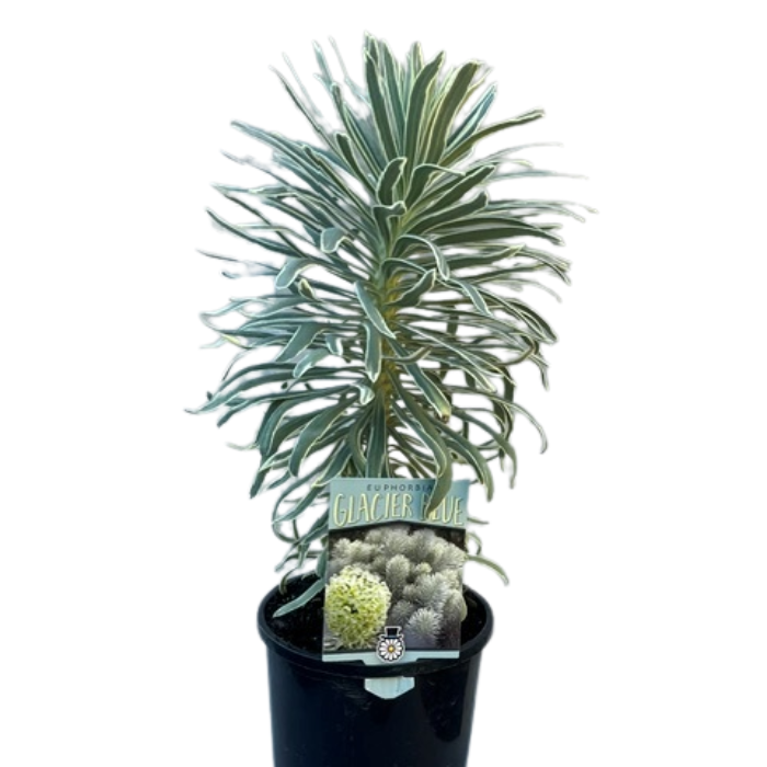 Euphorbia Glacier Blue 140mm