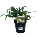 Fern Kangaroo
