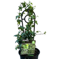 Ivy - Hedera Helix 130mm