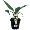 Peace Lily Blue Moon 130mm