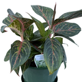 Aglaonema Ammaj Jareon 170mm