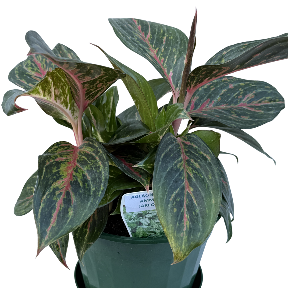 Aglaonema Ammaj Jareon 170mm