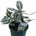 Aphelandra 140mm