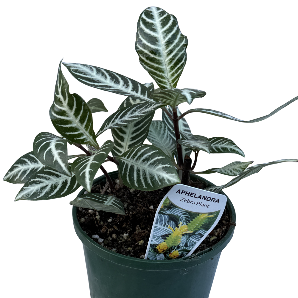 Aphelandra 140mm