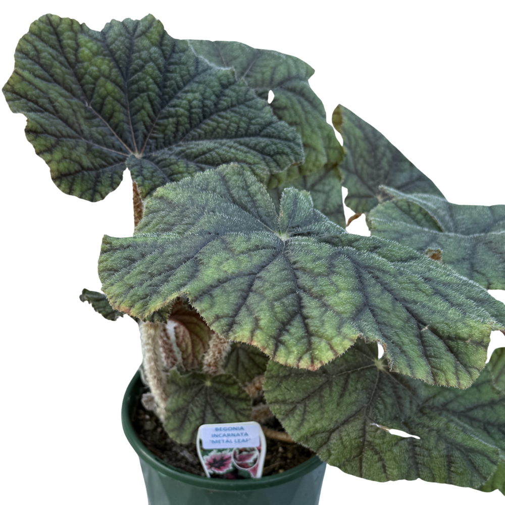 Begonia Incarnata (Metallica) 175mm