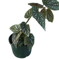 Begonia Snow Cap 140mm