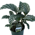 Calathea Freddy 140mm