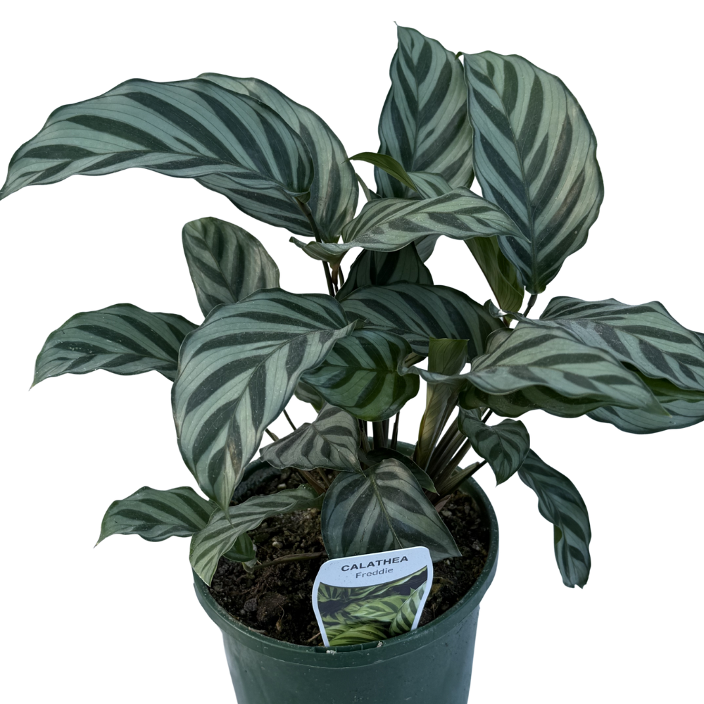 Calathea Freddy 140mm