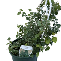 Ficus Pumila Icecaps 140mm