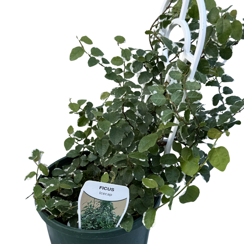 Ficus Pumila Icecaps 140mm