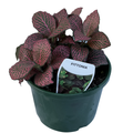 Fittonia Species 140mm