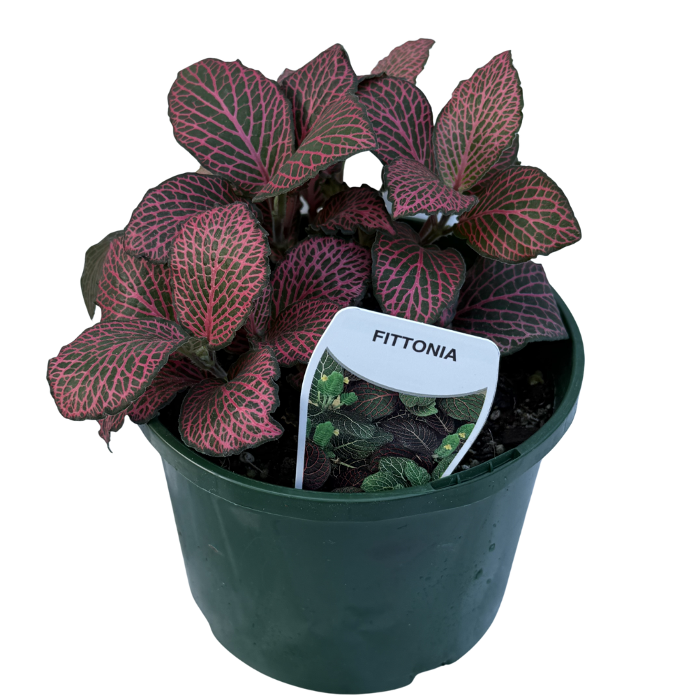 Fittonia Species 140mm