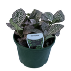 Fittonia Species 140mm