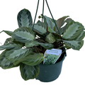 Maranta Silver Band 140mm