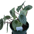 Peperomia Sandersii/ Argyreia Watermelon 175mm