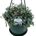 Pilea Silver Sprinkles 170mm