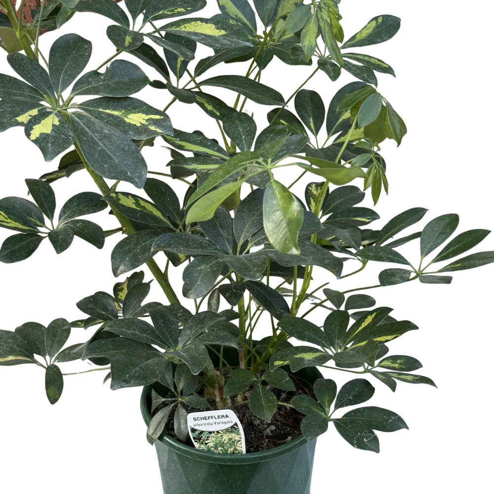 Schefflera 175mm