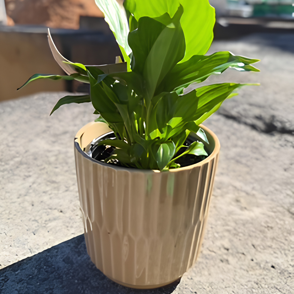 Sully Brown Striped