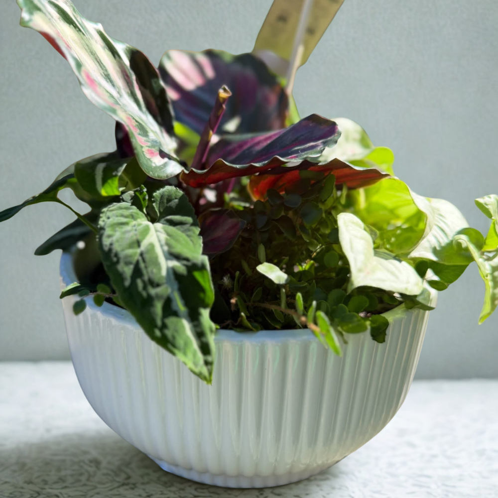 Plant Bowl White 