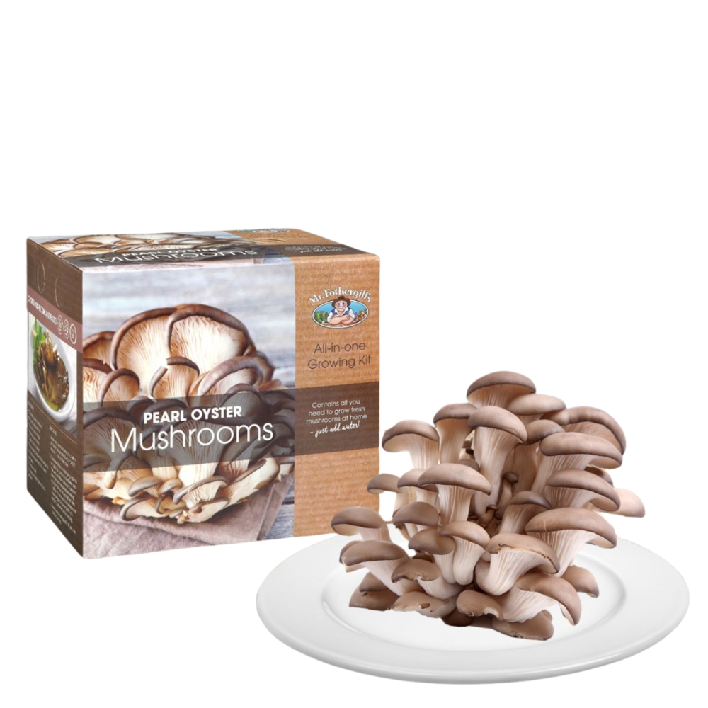 Mushroom Kit Fresh Oyster Pearl