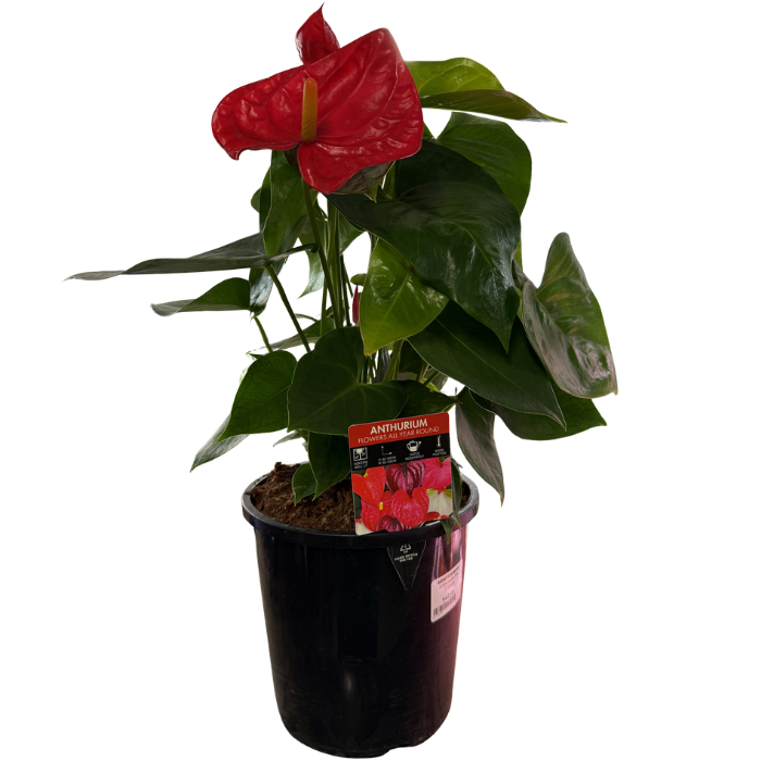 Anthurium 175mm Assorted