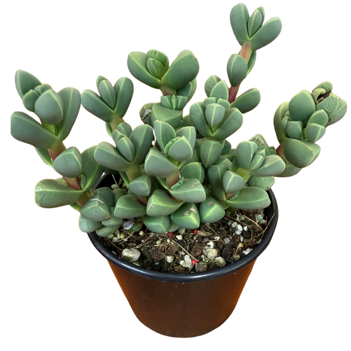 Succulent 80mm Round Pot