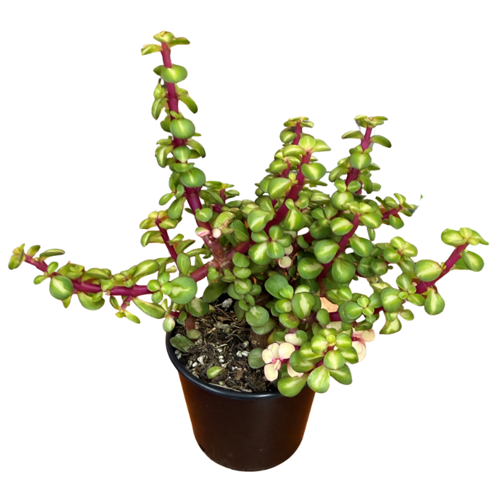 Succulent 80mm Round Pot