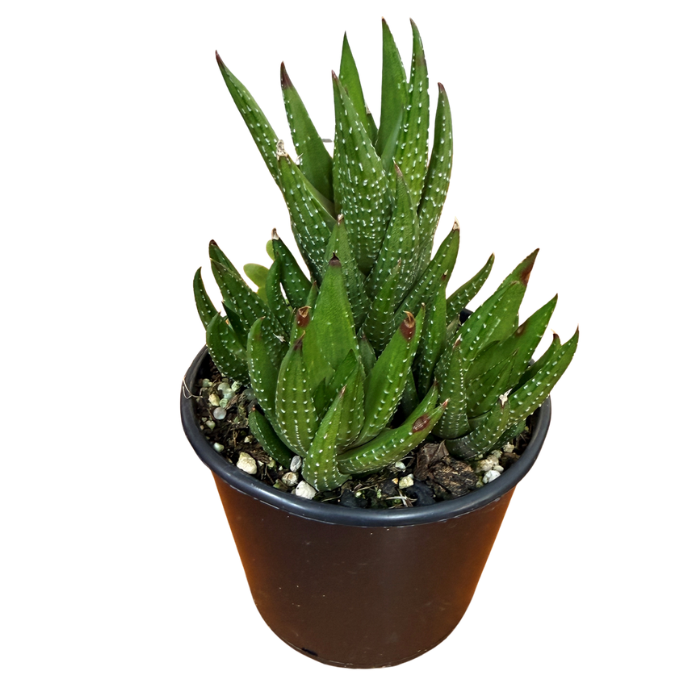 Succulent 80mm Round Pot