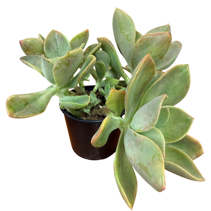 Succulent 80mm Round Pot